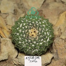 5.2cm Rare Cacti Ariocarpus kotschoubeyanus WYSIWYG Boutique Self Rooted Sale