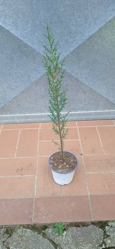 Pianta cipresso toscano