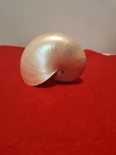 Nautilus conchiglia Nautilus