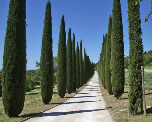 Cipresso nero cupressus - cipresso,