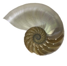 Grande conchiglia a righe