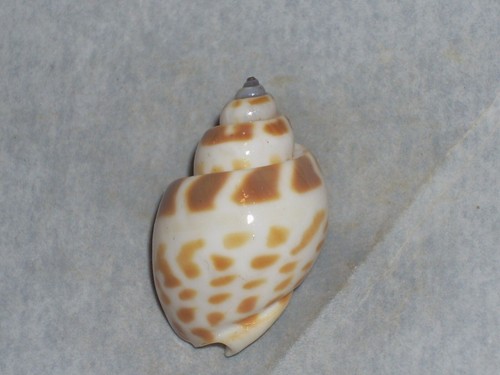 Babylonia spirata unique - babylonia,