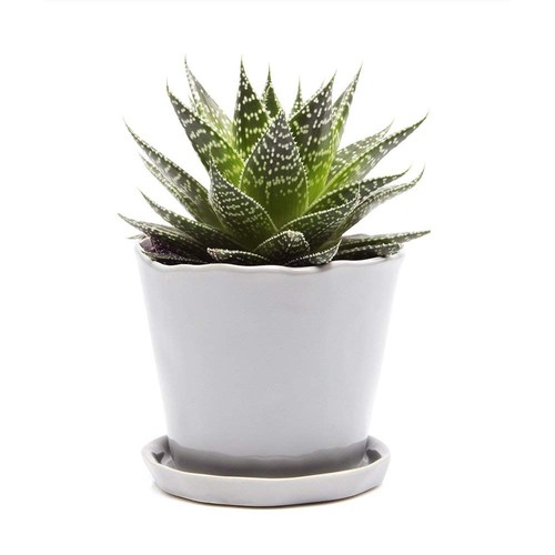 Tika grande vaso - vaso, succulento
