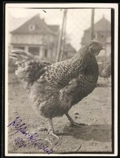 Fotografia pollame, gallina - gallina oro blu nel recinto 1931 