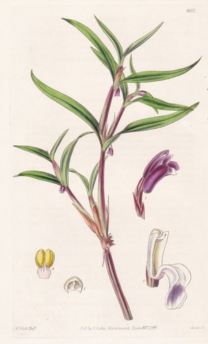 Scaphyglottis violacea perù - scaphyglottis,