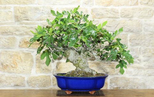 Bonsai fico - di,