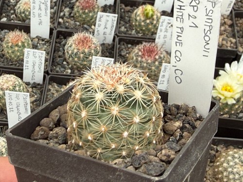 Pediocactus simponii - , 21