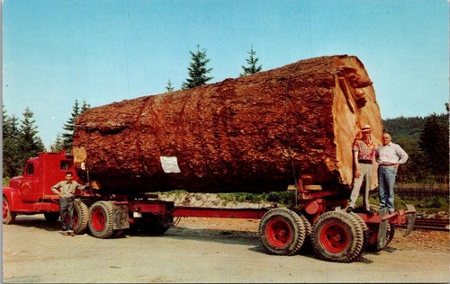 Cartolina log abete gigante - log, di