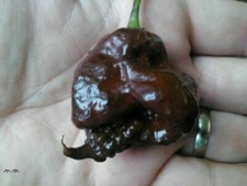 CAROLINA REAPER CIOCCOLATO, 25 semi di peperoncino + OMAGGIO
