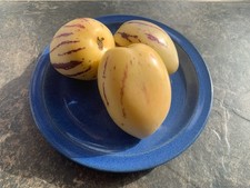 Pera melone - 5 semi - pepino