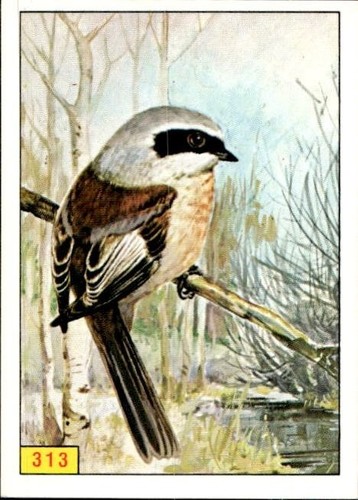 Figurina uccelli panini - uccelli, ed.panini
