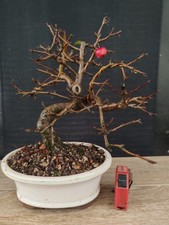 bonsai di melo   h 32 cm
