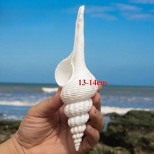  Conchiglia naturale 13-14 cm