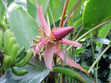 5 SEMI DI MUSA THOMSONII ''Thomson's Banana''