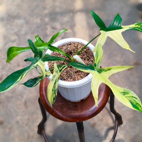 Philodendron florida beauty - philodendron,