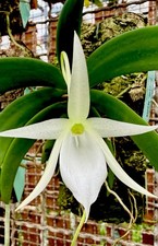 Angreacum Species White Stars