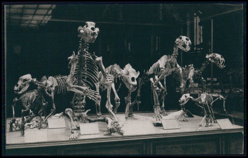 Mammifero non dinosauro