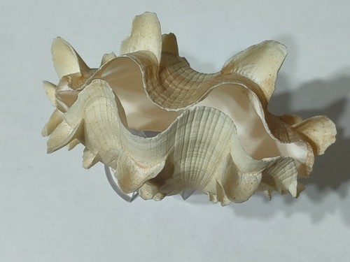 Conchiglia shell tridacna - shell,