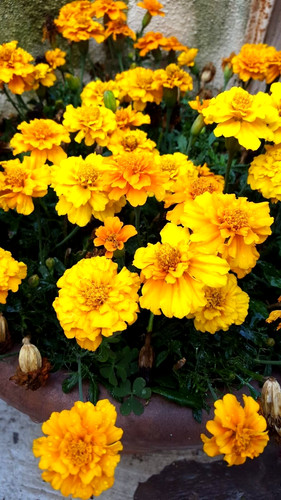 Tagete nana mix semi fiori - nana,