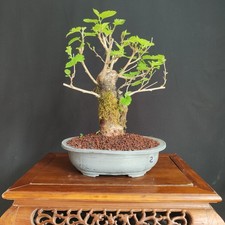 Pre bonsai gelso nero - pre,