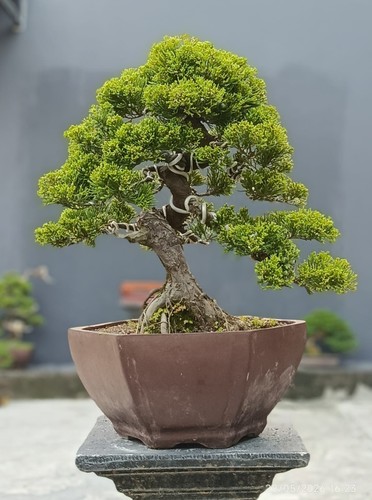 Bonsai albero vivo - di,
