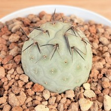 Tephrocactus alexanderi var