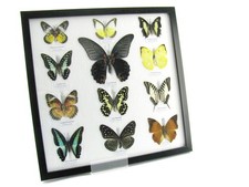 12 farfalle vere, imbottite