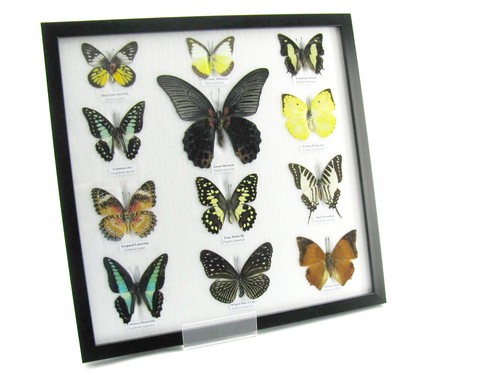 Farfalle vere imbottite - 12, vere,