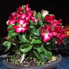 2 Semi Adenium Obesum Rosa del