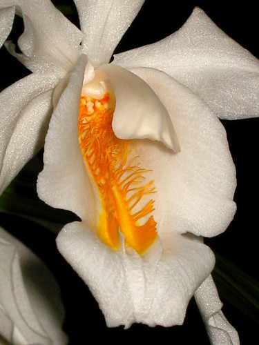 Coelogyne species himalaya - coelogyne,