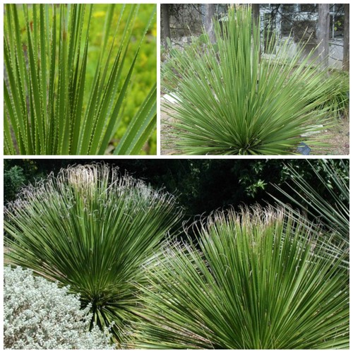 Semi dasylirion texanum - di,