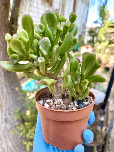 Crassula ovata hobbit pianta - crassula,