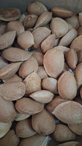 Mandorle guscio - in,