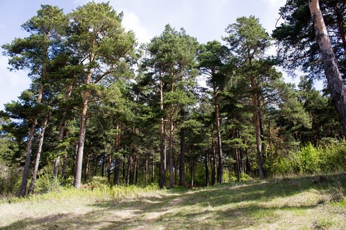 Semi pino della foresta - 50,