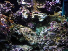 3 Kg Rocce Vive XS Nanoreef Sump Refugium Starter Bhentos AcquarioMarino Batteri