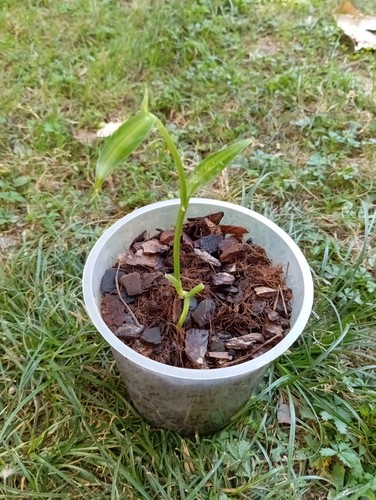 Pianta radicata vanilla - pianta, di