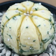Astrophytum asterias Nudum