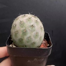 Pianta di cactus succulenta 3