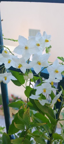 Solanum jasminoides gelsomino - jasminoides,