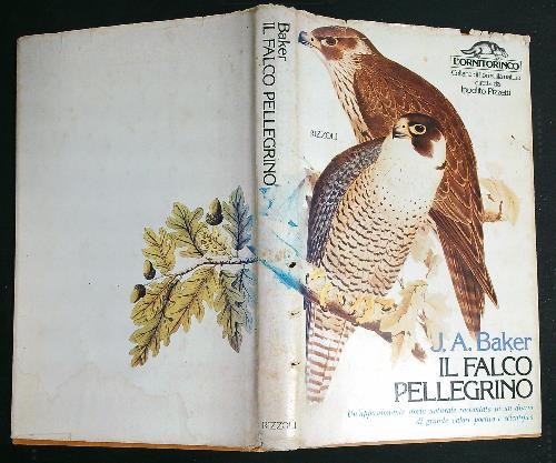 Falco pellegrino baker a - il,