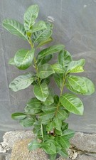 LAUROCERASO PRUNUS ALT. 60/70