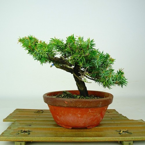 Vaso bonsai juniperus rigido - vaso,