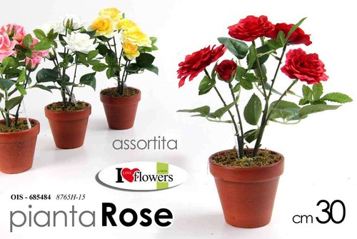 Pianta rose rosa cm - rose, 30
