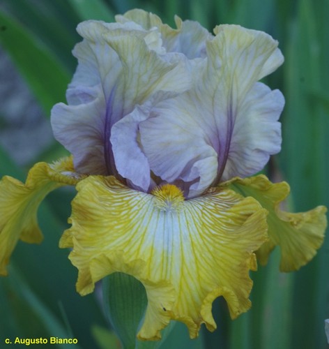 Iris sir thomas hanbury - thomas, hanbury'