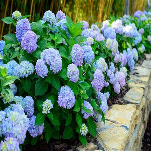 Pezzi semi ortensia blu - 50, di