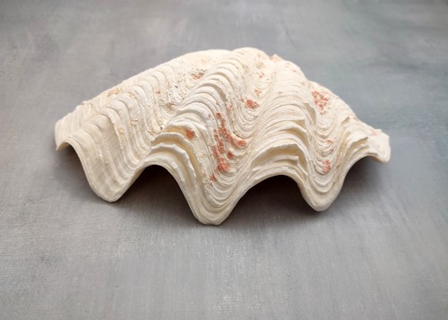 Derasa clam conchiglia mezza - clam,