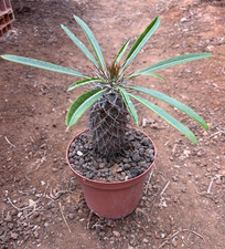 PACHYPODIUM LAMEREI - CACTUS -