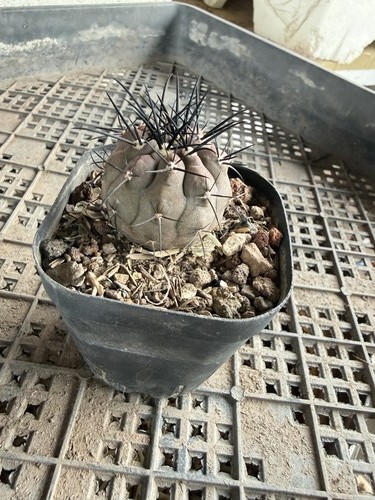 1pcs 8cm copiapoa cinerea - 1pcs,