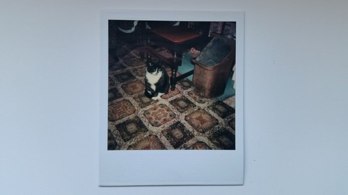Foto polaroid gatto anni 80 - gatto,