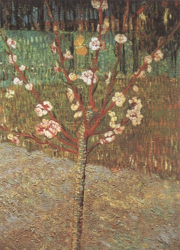 Vincent van gogh 451 - gogh, mandorlo